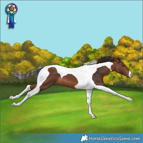 Horse Color:Bay Tobiano 