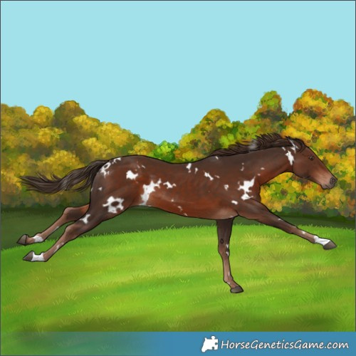 Horse Color:White Spotted Liver Chestnut