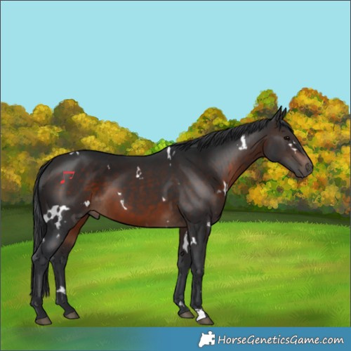 Horse Color:White Spotted Brown