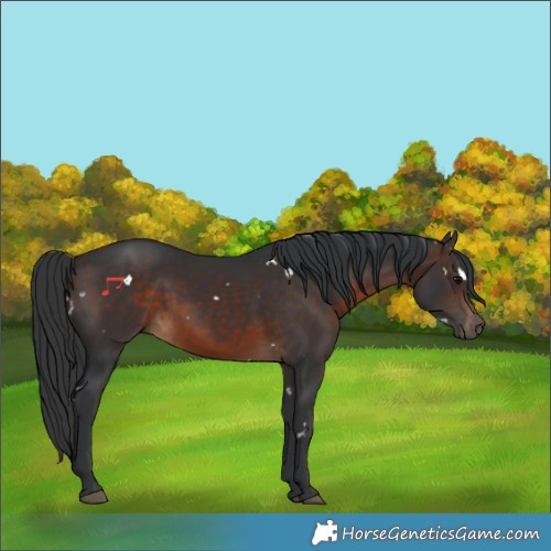 Horse Color:White Spotted Brown 