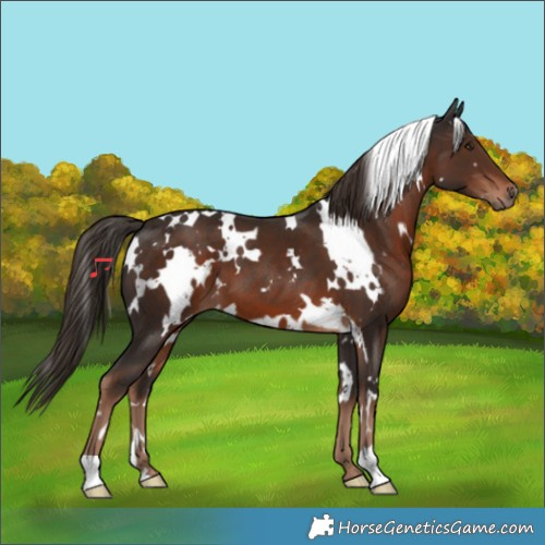 Horse Color:White Spotted Liver Chestnut