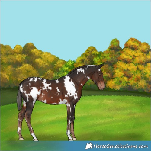 Horse Color:White Spotted Liver Chestnut 