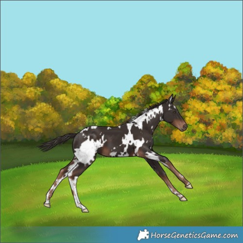 Horse Color:White Spotted Liver Chestnut 