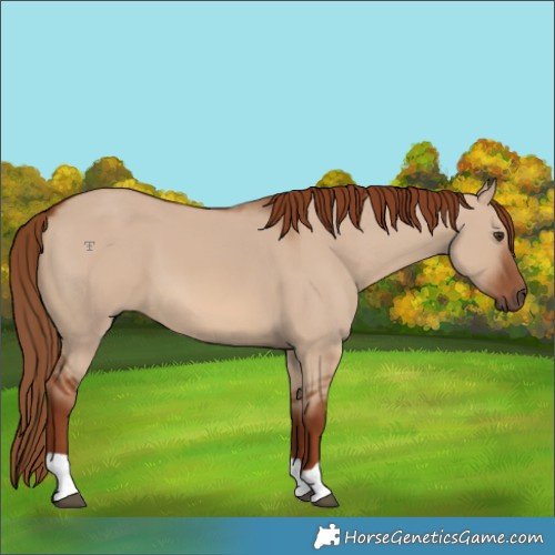 Horse Color:Red Dun