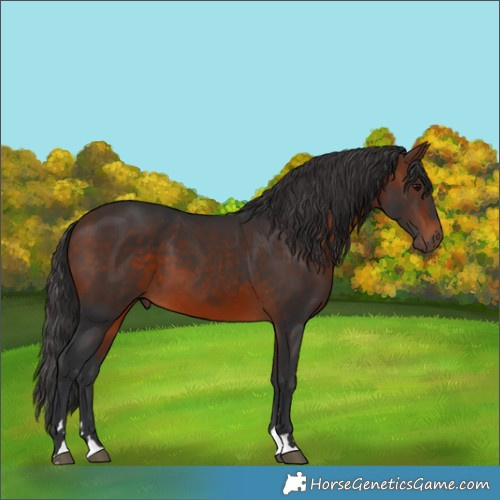 Horse Color:Bay 