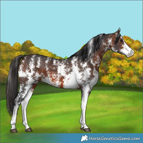 Horse Color:Brown Sabino