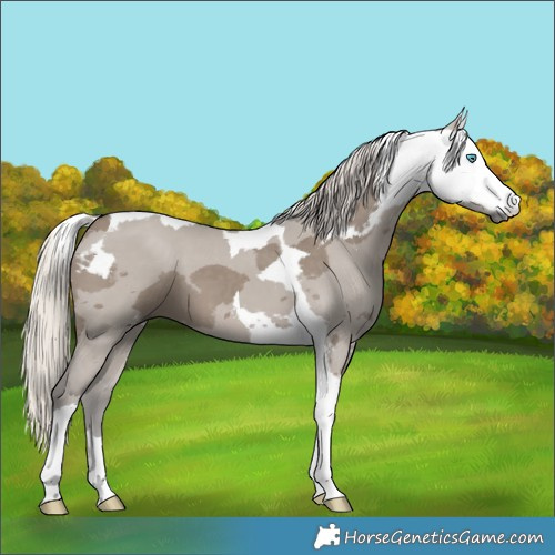 Horse Color:Silver Grullo Merle