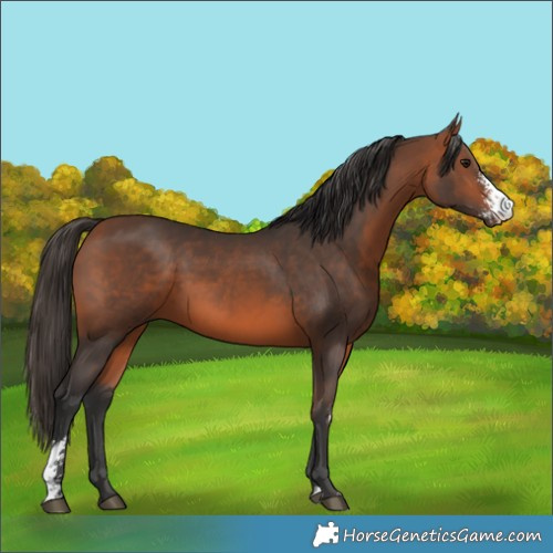 Horse Color:Bay Sabino