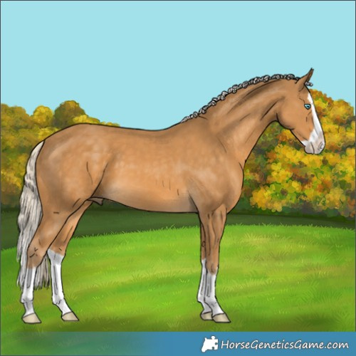 Horse Color:Palomino Splash
