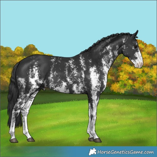 Horse Color:Black Sabino