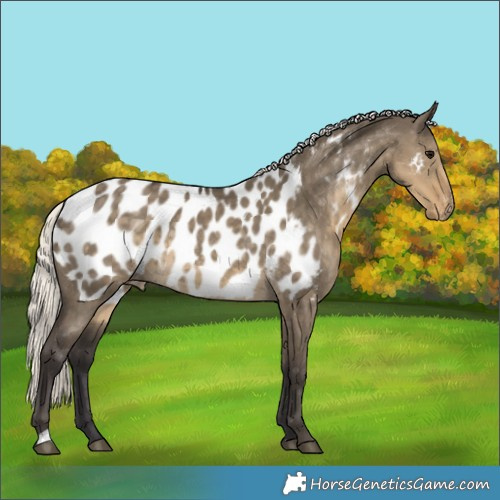 Horse Color:Silver Smoky Grullo Near Leopard Rabicano 