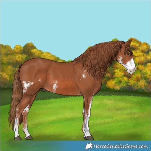 Horse Color:Chestnut Sabino 
