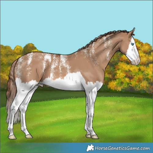 Horse Color:Powder White Red Dun Splash 