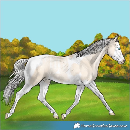 Horse Color:Powder White Silver Bay Dun Splash Tobiano 