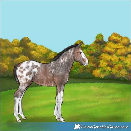 Horse Color:Bay Ice Splash Appaloosa