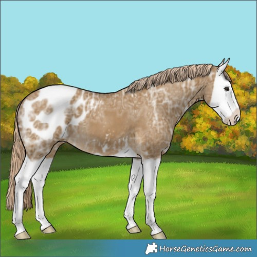 Horse Color:Chocolate Palomino Ice Dun Splash Blanket