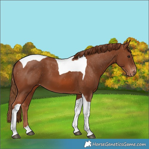 Horse Color:Chestnut Tobiano Varnish 