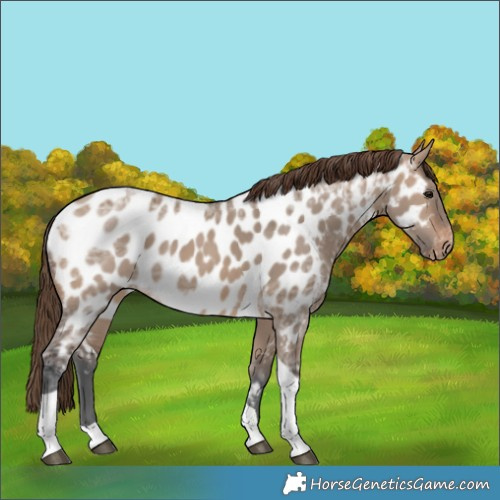 Horse Color:Brown Ice Dun Tobiano Near Leopard