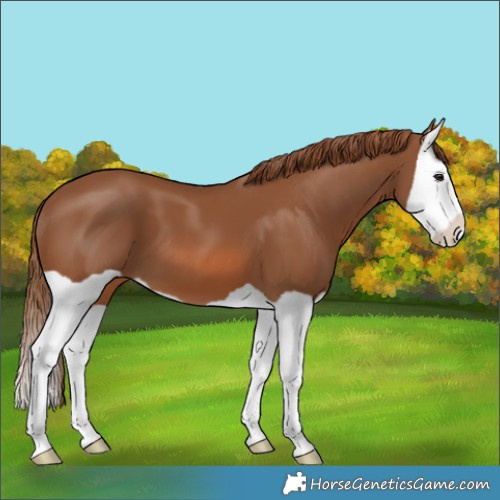 Horse Color:Chestnut Splash