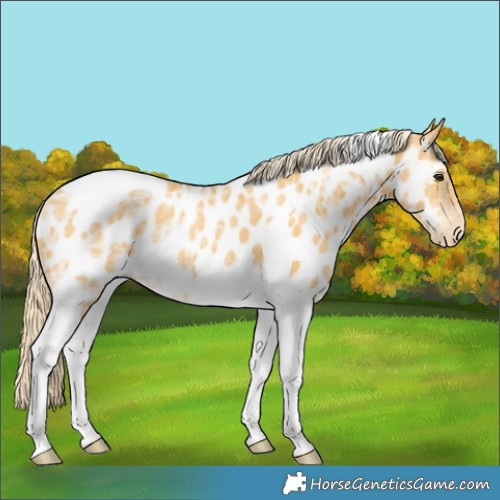 Horse Color:Palomino Ice Tobiano Near Leopard Rabicano