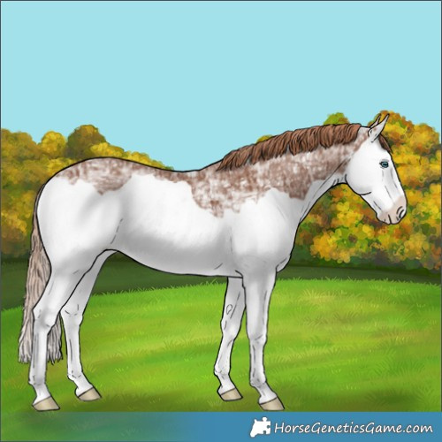 Horse Color:Chestnut Ice Splash