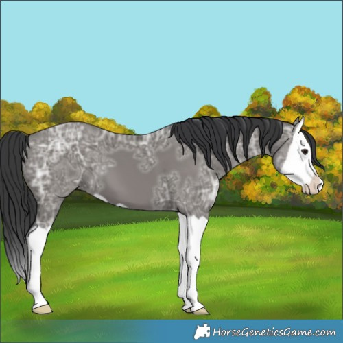 Horse Color:Grullo Ice Splash