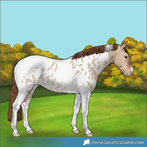 Horse Color:Red Dun Tobiano Near Leopard 