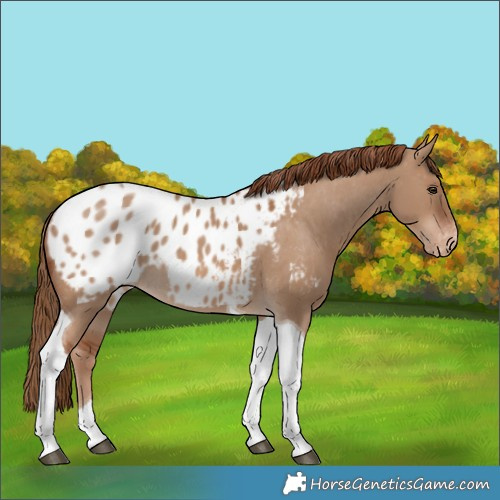 Horse Color:Red Dun Tobiano Blanket Rabicano 