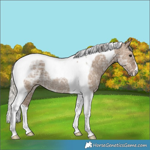 Horse Color:Silver Grullo Ice Tobiano Rabicano 