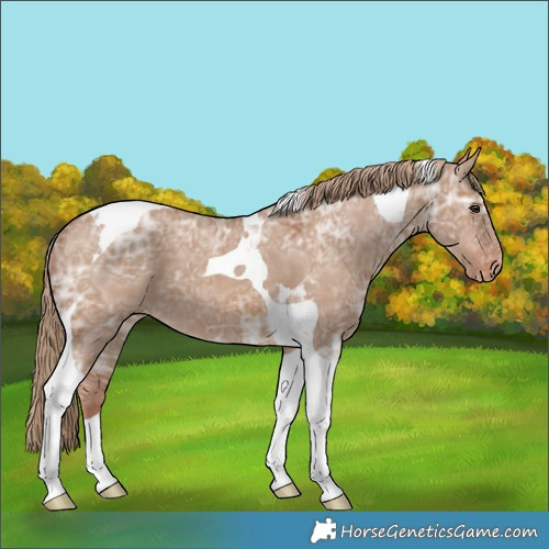 Horse Color:Red Dun Ice Tobiano Varnish 