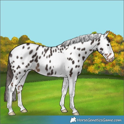 Horse Color:Liver Chestnut Tobiano Leopard Rabicano 
