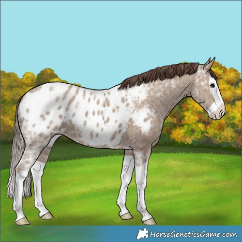 Horse Color:Classic Champagne Ice Splash Blanket 