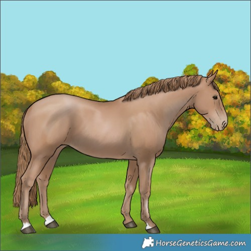 Horse Color:Black Pearl 