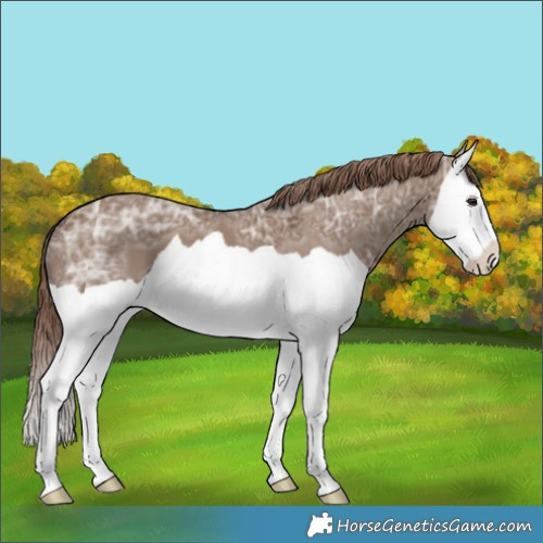 Horse Color:Liver Red Dun Ice Splash 