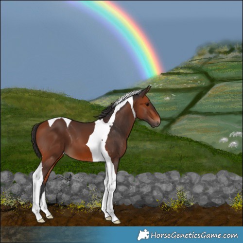Horse Color:Bay Tobiano 