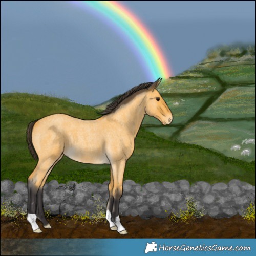 Horse Color:Buckskin Roan 