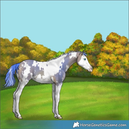 Horse Color:Watercolor White Spotted Bay Splash