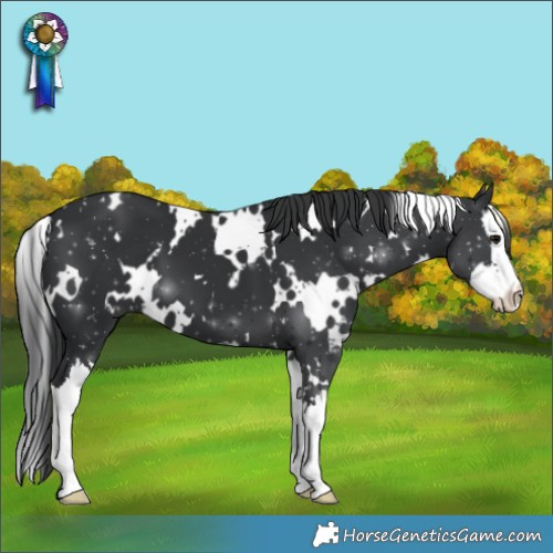 Horse Color:White Spotted Black Splash 