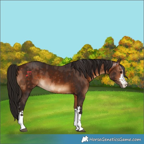 Horse Color:Bay and Gray Bay