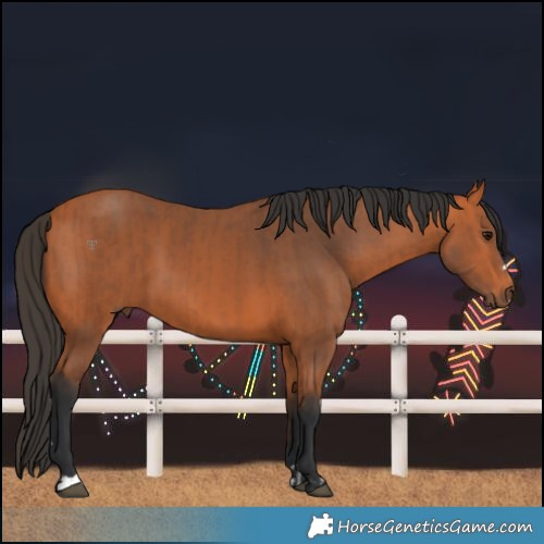 Horse Color:Bay  and Bay 