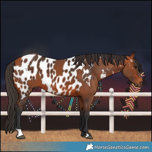 Horse Color:Bay and Bay Near Leopard