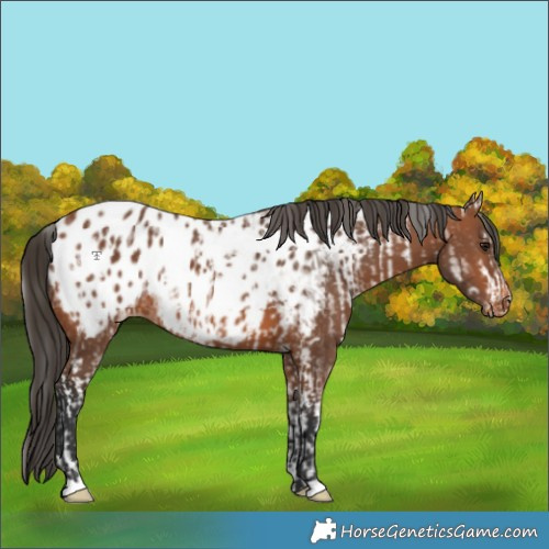 Horse Color:White Spotted Bay Frame Blanket and Bay Near Leopard