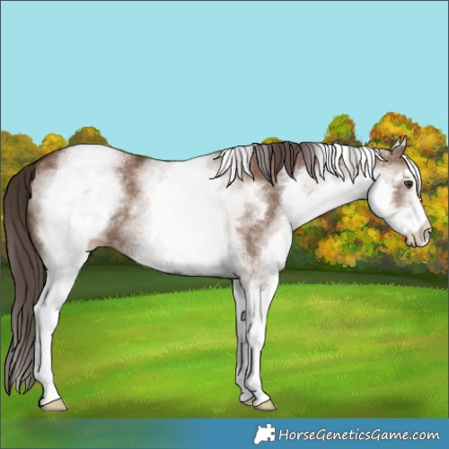 Horse Color:White Spotted Liver Red Dun