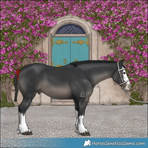Horse Color:Black  and Black Splash 