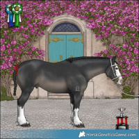 Horse Color:Black and Black Splash