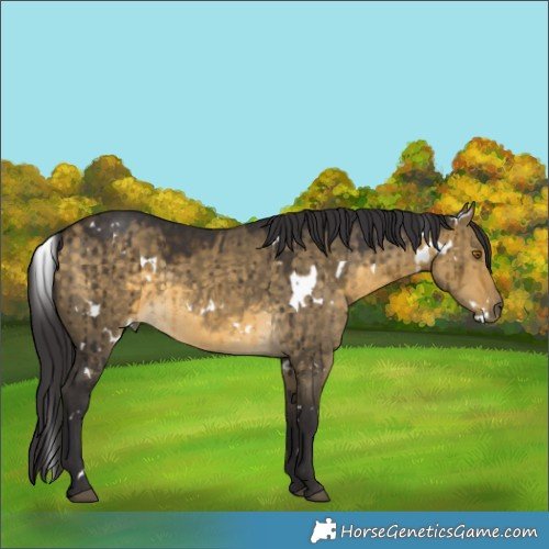 Horse Color:White Spotted Buckskin Dun Brindle 