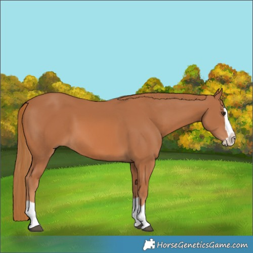 Horse Color:Chestnut Splash 