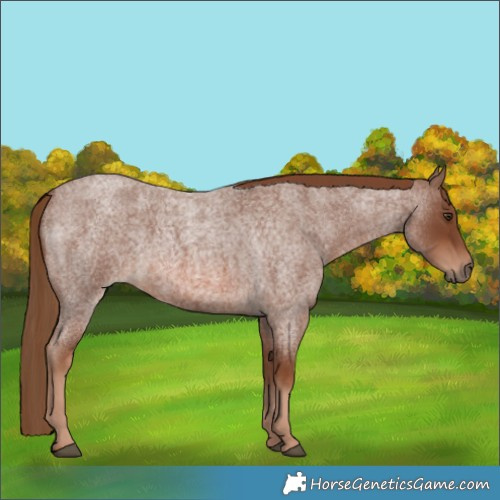 Horse Color:Red Roan