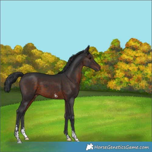 Horse Color:Brown Sabino 