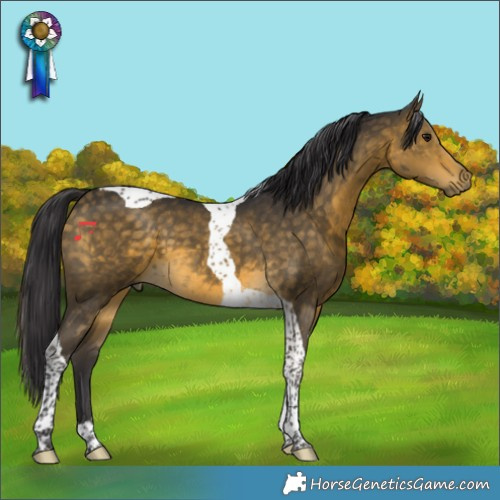 Horse Color:Buckskin Tobiano 